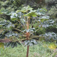 Tetrapanax